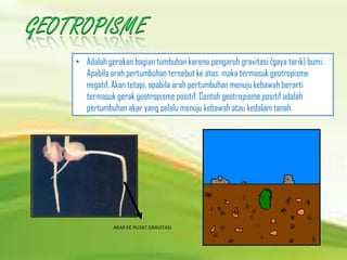 • Adalah gerakan bagian tumbuhan karena pengaruh gravitasi (gaya tarik) bumi.
Apabila arah pertumbuhan tersebut ke atas, maka termasuk geotropisme
negatif. Akan tetapi, apabila arah pertumbuhan menuju kebawah berarti
termasuk gerak geotropisme positif. Contoh geotropisme positif adalah
pertumbuhan akar yang selalu menuju kebawah atau kedalam tanah.
AKAR KE PUSAT GRAVITASI
 