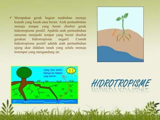  Merupakan gerak bagian tumbuhan menuju
kearah yang basah atau berair. Arah pertumbuhan
menuju tempat yang berair disebut gerak
hidrotropisme positif. Apabila arah pertumbuhan
tanaman menjauhi tempat yang berair disebut
gerakan hidrotropisme negatif. Contoh
hidrotropisme positif adalah arah pertumbuhan
ujung akar didalam tanah yang selalu menuju
ketempat yang mengandung air.
 