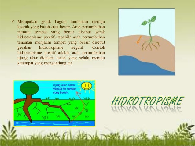 Gerak pada tumbuhan