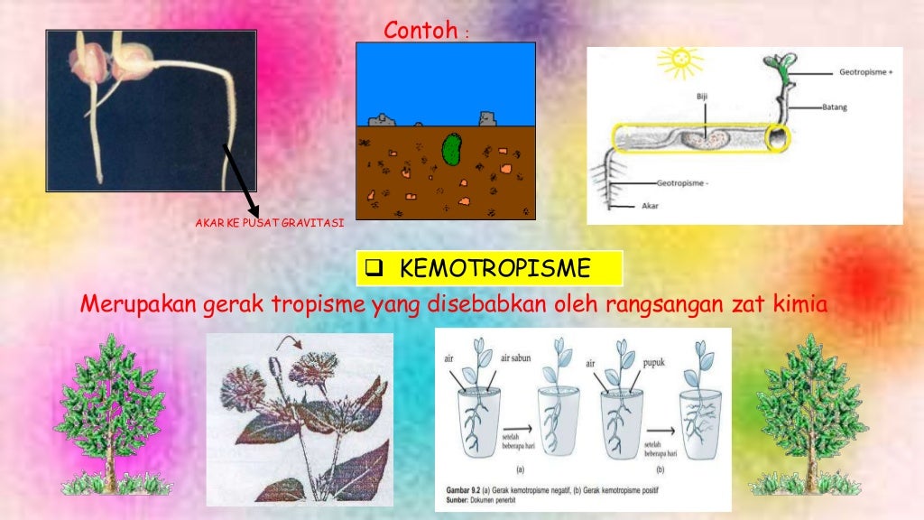  Gerak  pada  tumbuhan 