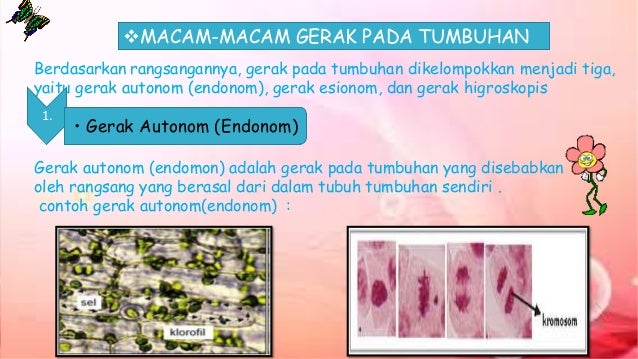 Gerak Pada Tumbuhan