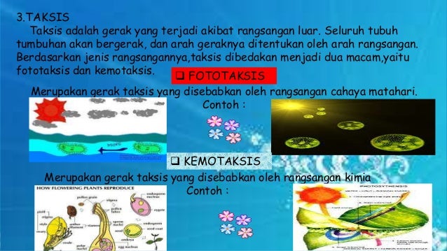 Gerak Pada Tumbuhan kelas 8 SMP