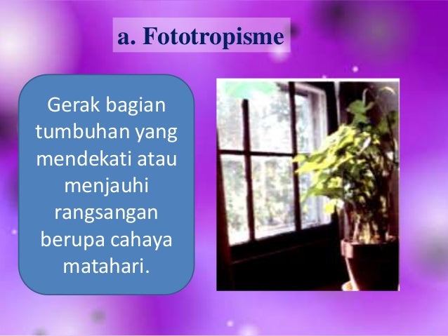 Gerak pada tumbuhan