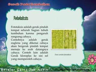 gambar gerakan endonom