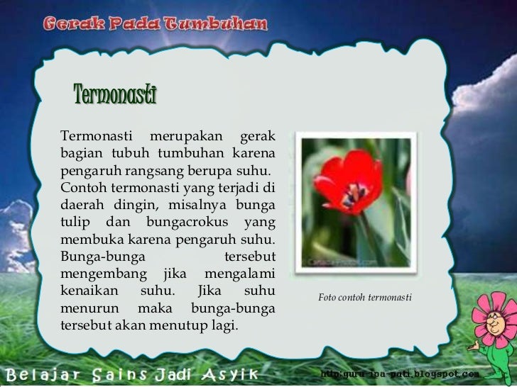 Gerak Pada Tumbuhan Gambar Gerak Pada Tumbuhan Gambar