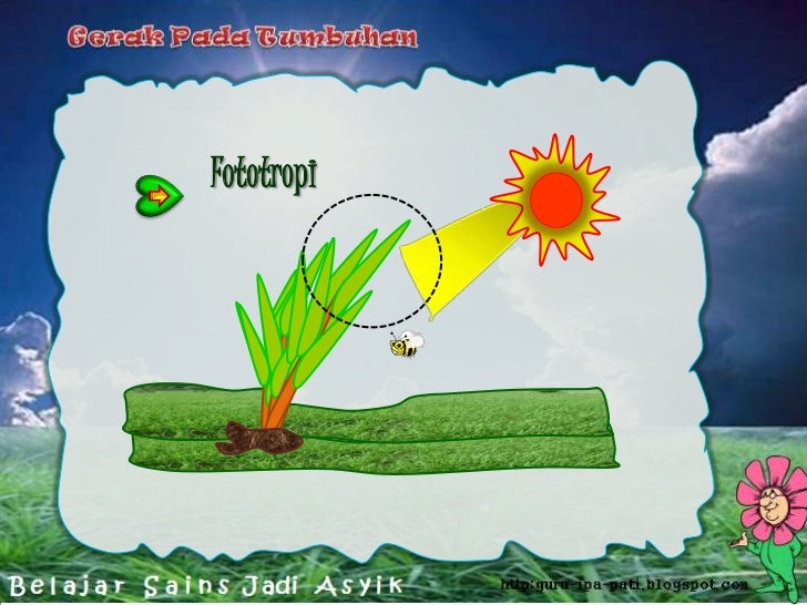 Gerak pada tumbuhan gambar