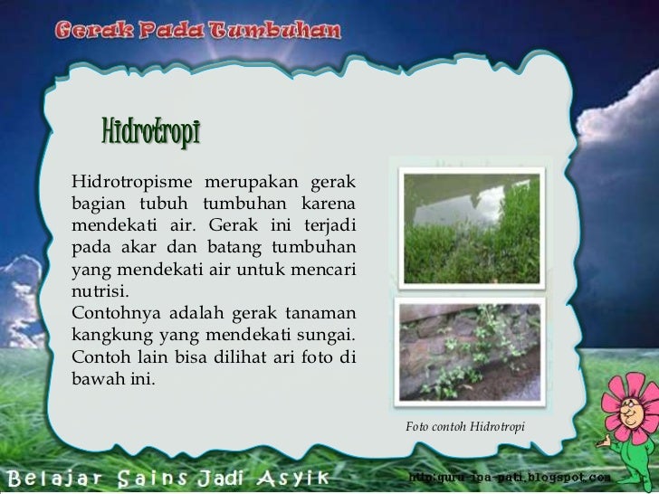 Gerak pada tumbuhan gambar