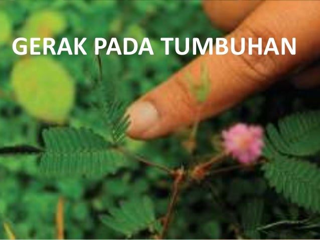 Gerak pada tumbuhan Gerak pada tumbuhan