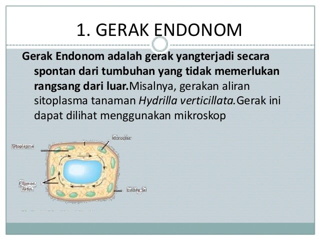 Gerakpadatumbuhanipa 170417142737 Gerakpadatumbuhanipa 170417142737