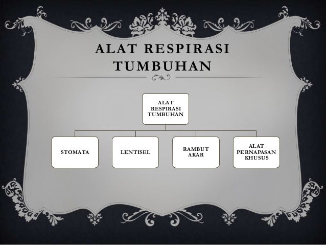 Gerak pada Tumbuhan