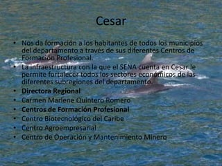 CesarNos da formación a los habitantes de todos los municipios del departamento a través de sus diferentes Centros de Formación Profesional. La infraestructura con la que el SENA cuenta en Cesar le permite fortalecer todos los sectores económicos de las diferentes subregiones del departamento. Directora RegionalCarmen Marlene Quintero RomeroCentros de Formación ProfesionalCentro Biotecnológico del Caribe Centro AgroempresarialCentro de Operación y Mantenimiento Minero 