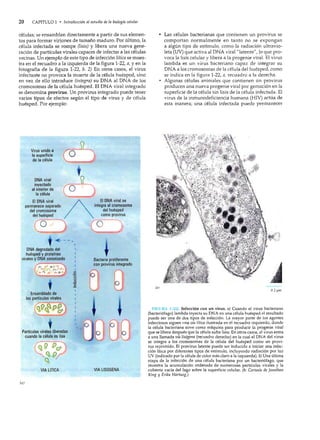 20

CAPITULO 1 • ¡ntroducción al estudio de la biología celular

células; se ensamblan directamente a partir de sus elemen...