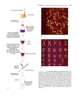 Gerald karp biologia celular y molecular