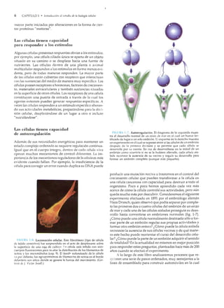 6

CAPITULO 1 • introducción a! estudio de la biología celular

mayor parte iniciados por alteraciones en la forma de cier...
