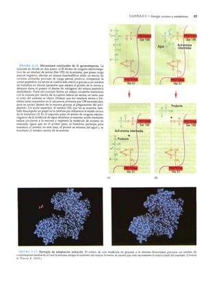 Gerald karp biologia celular y molecular