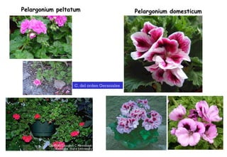 Pelargonium peltatum Pelargonium domesticum C. del orden Geraniales  