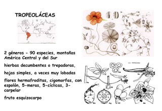 TROPEOLÁCEAS 2 géneros - 90 especies, montañas América Central y del Sur hierbas decumbentes o trepadoras,  hojas simples, a veces muy lobadas flores hermafroditas, cigomorfas, con espolón, 5-meras, 5-cíclicas, 3-carpelar fruto esquizocarpo 