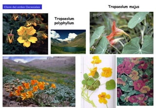 Tropaeolum majus Tropaeolum  polyphyllum Clave del orden Geraniales  