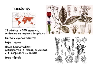 LINÁCEAS 13 géneros - 300 especies, centradas en regiones templadas hierba y algunos arbustos hojas simples flores hermafroditas, actinomorfas, 5-meras, 5-cíclicas, 2-5-carpelar,4-10 lóculos fruto cápsula 