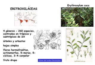 ERITROXILÁCEAS Erythroxylum coca 4 géneros - 260 especies, centradas en trópicos y subtrópicos de SA árboles y arbustos hojas simples flores hermafroditas, actinomorfas, 5-meras, 5-cíclicas, 3-4-carpelar fruto drupa Clave del orden Geraniales  