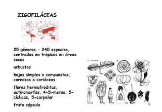 ZIGOFILÁCEAS 25 géneros - 240 especies, centradas en trópicos en áreas secas arbustos hojas simples o compuestas, carnosas o coriáceas flores hermafroditas, actinomorfas, 4-5-meras, 5-cíclicas, 5-carpelar fruto cápsula 