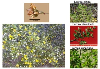 Larrea divaricata Larrea nitida Larrea cuneifolia 