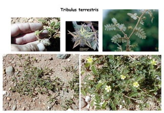 Tribulus terrestris 