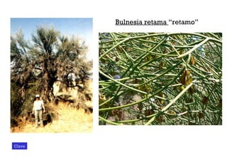 Clave Bulnesia retama  “retamo” 