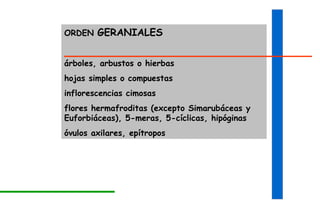 ORDEN  GERANIALES árboles, arbustos o hierbas hojas simples o compuestas inflorescencias cimosas flores hermafroditas (excepto Simarubáceas y Euforbiáceas), 5-meras, 5-cíclicas, hipóginas óvulos axilares, epítropos 