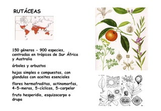 RUTÁCEAS 150 géneros - 900 especies, centradas en trópicos de Sur África y Australia árboles y arbustos hojas simples o compuestas, con glandulas con aceites esenciales flores hermafroditas, actinomorfas, 4-5-meras, 5-cíclicas, 5-carpelar fruto hesperidio, esquizocarpo o drupa 