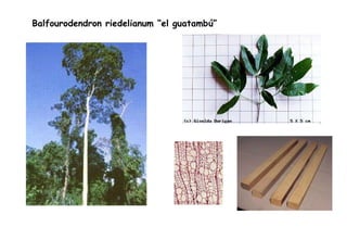 Balfourodendron riedelianum “el guatambú” 