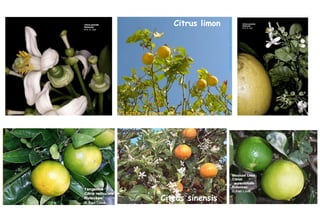 Citrus sinensis Citrus limon 
