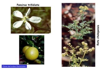 Poncirus trifoliata Ruta chalepensis Clave del orden Geraniales  