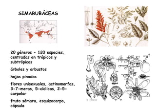 SIMARUBÁCEAS 20 géneros - 120 especies, centradas en trópicos y subtrópicos árboles y arbustos hojas pinadas flores unisexuales, actinomorfas, 3-7-meras, 5-cíclicas, 2-5-carpelar fruto sámara, esquizocarpo, cápsula 