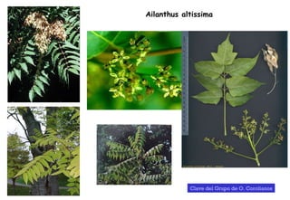 Ailanthus altissima Clave del Grupo de O. Corolianos 