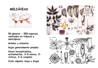 MELIÁCEAS 50 géneros - 550 especies, centradas en trópicos y subtrópicos árboles y arbustos hojas generalmente pinadas flores hermafroditas, actinomorfas, 3-5-meras, 5-cíclicas, 2-6-carpelar fruto cápsula, baya o drupa 