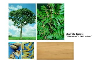 Cedrela fissilis “ Cedro colorado” ó “cedro misionero” 