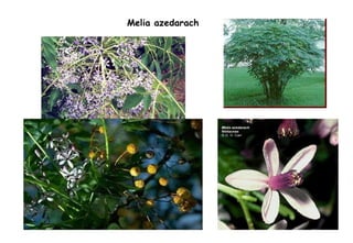 Melia azedarach 