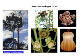 Swietenia mahogani  “caoba” Clave del orden Geraniales  