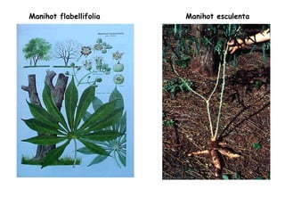 Manihot flabellifolia Manihot esculenta 