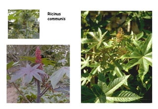 Ricinus  communis 