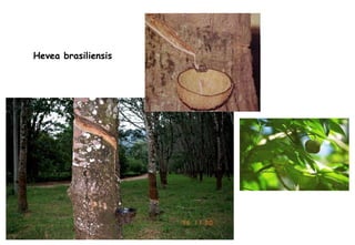 Hevea brasiliensis 