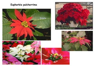 Euphorbia pulcherrima Detalle 