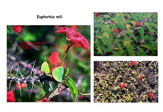 Euphorbia mili 
