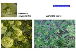 Euphorbia amygdaloides Euphorbia peplus Clave del O. Geraniales 