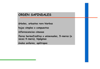 ORDEN SAPINDALES árboles, arbustos raro hierbas hojas simples o compuestas inflorescencias cimosas flores hermafroditas o unisexuales, 5-meras (a veces 4-mera), hipóginas óvulos axilares, apótropos 