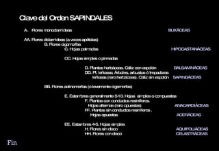 Clave del Orden SAPINDALES Flores monoclamídeas   BUXÁCEAS AA. Flores diclamídeas (a veces apétalas) B. Flores cigomorfas C. Hojas palmadas  HIPOCASTANÁCEAS CC. Hojas simples o pinnadas D. Plantas herbáceas. Cáliz con espolón  BALSAMINÁCEAS DD. Pl. leñosas; Árboles, arbustos ó trepadoras   leñosas (raro herbáceas). Cáliz sin espolón  SAPINDÁCEAS BB. Flores actinomorfas (o levemente cigomorfas) E. Estambres generalmente 5-10. Hojas  simples o compuestas  F. Plantas con conductos resiníferos.    Hojas alternas (raro opuestas)  ANACARDIÁCEAS  FF. Plantas sin conductos resiníferos .    Hojas opuestas   ACERÁCEAS EE. Estambres 4-5. Hojas simples H. Flores sin disco   AQUIFOLIÁCEAS HH. Flores con disco  CELASTRÁCEAS Fin 