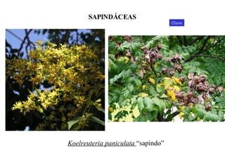 Koelreuteria paniculata  “sapindo” SAPINDÁCEAS Clave 