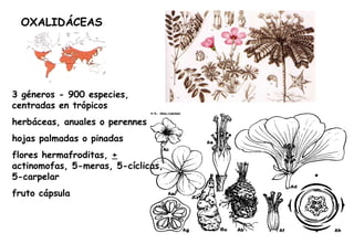OXALIDÁCEAS 3 géneros - 900 especies, centradas en trópicos herbáceas, anuales o perennes hojas palmadas o pinadas flores hermafroditas,  +  actinomofas, 5-meras, 5-cíclicas, 5-carpelar fruto cápsula 