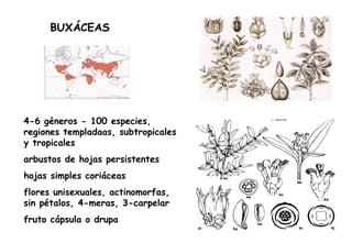 BUXÁCEAS 4-6 géneros - 100 especies, regiones templadaas, subtropicales y tropicales arbustos de hojas persistentes hojas simples coriáceas flores unisexuales, actinomorfas, sin pétalos, 4-meras, 3-carpelar fruto cápsula o drupa 